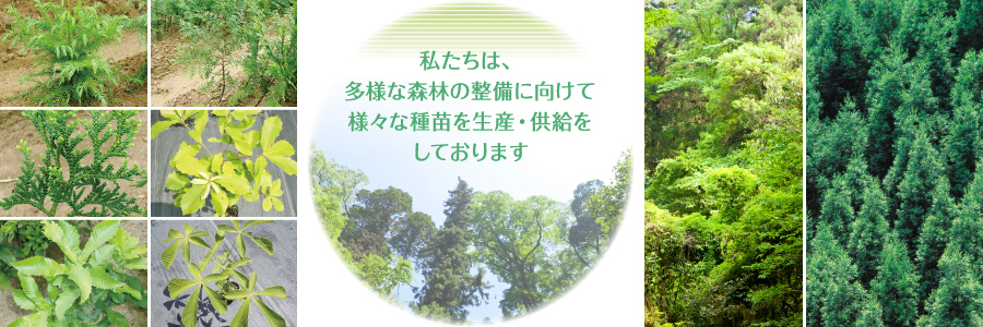 私たちは、多様な森林の整備に向けて様々な種苗を生産・供給をしております。