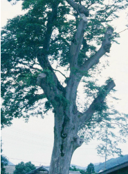 「えびす」母樹